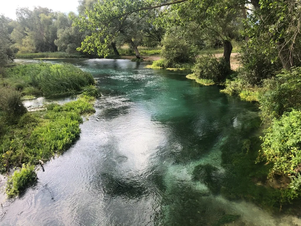 Biofilia